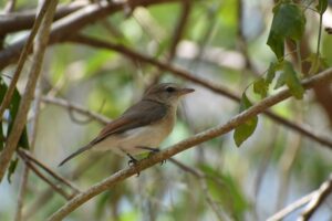 Arafura Shrikethrush