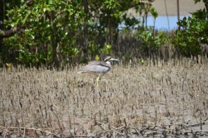 Beachstone Curlew