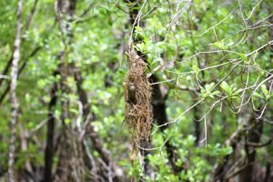 Large-billed Gerygone
