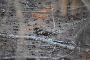 Large-tailed Nighjar