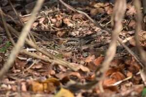 Large-tailed Nightjar (On Nest)
