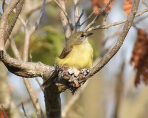 Lemon-bellied Flycatcher (nest)