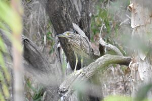 Nankeen Night Heron (Juv)