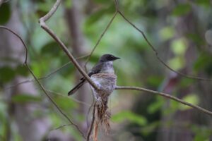 Northern Fantail