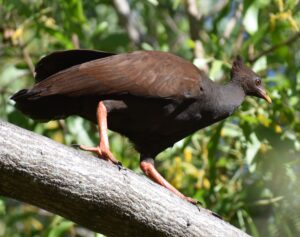 Orange Footed Scrub-fowl (1)