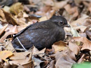 Orange Footed Scrub-fowl