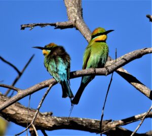 Rainbow Bee-eater (1)