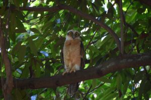 Rufous Owl (Juvenile)