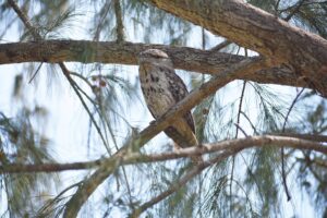 Tawny Frogmouth